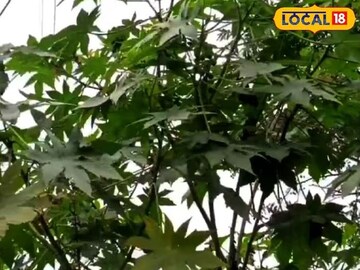 জংলি পাতায় ভরপুর ভেষজ গুণ! কোষ্ঠকাঠিন্য তো ভাগবেই, ডায়াবেটিসও হবে জব্দ