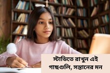 পড়ার ঘরে রাখুন এই ইন্ডোর প্ল্যান্টগুলি! আপনার সন্তানের মন বসবে লেখাপড়ায়