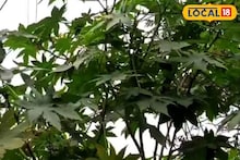 জংলি পাতায় ভরপুর ভেষজ গুণ! কোষ্ঠকাঠিন্য তো ভাগবেই, ডায়াবেটিসও হবে জব্দ