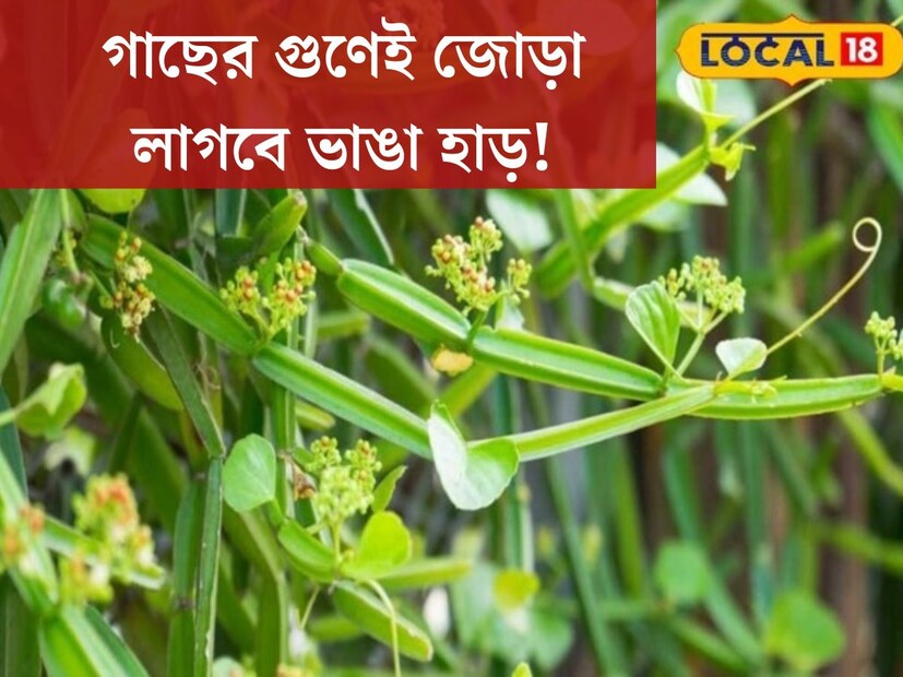 বাড়ির আশপাশেই অতি পরিচিত সাধারণ এমন কিছু পাতা রয়েছে যাদের অসাধারণ গুণ সম্পর্কে আমরা তেমন কিছুই জানি না৷ এমনই একটি উদ্ভিদের কথাই আজ জানান হল এই প্রতিবেদনে৷ এই গাছের এমন গুণ যে ভাঙা হাড়ও জোড়া লাগাতে পারে৷