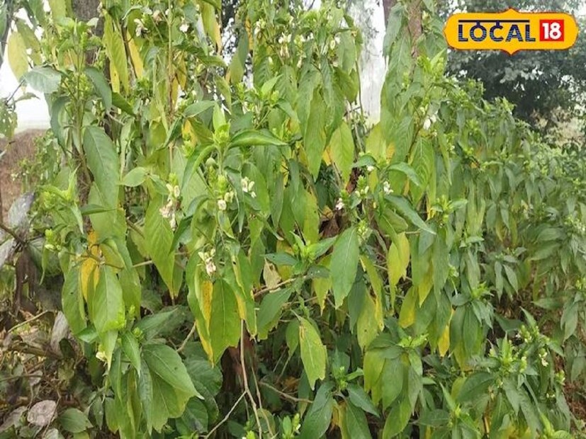 স্থানীয় ভাবে একে লটজিরা বলে ডাকা হয়। মধুমেহ বা পেটের গোলমালে ভুগলে এই ওষুধটি ব্যবহার করতে বলে আয়ুর্বেদ। তাতে উপকার পাওয়া যেতে পারে। উত্তরপ্রদেশের বিভিন্ন এলাকায় এই গাছটি লাহচিচিরাও নামেও পরিচিত। এই গাছের গায়ে কাঁটা থাকে।