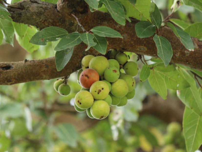 লিউকোরিয়া: মহিলাদের লিউকোরিয়া রোগ নিরাময়েও ডুমুরের খাওয়া যেতে পারে। আয়ুর্বেদাচার্যের মতে, এক্ষেত্রে ডুমুরের রস খাওয়া যেতে পারে। 