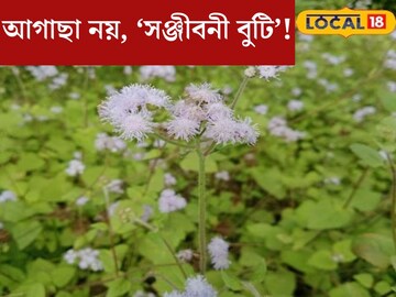 আগাছা নয়, যেন ‘সঞ্জীবনী’! ডায়াবেটিস থেকে সর্দি কাশি, মারণ রোগের সমাধানেও সক্ষম