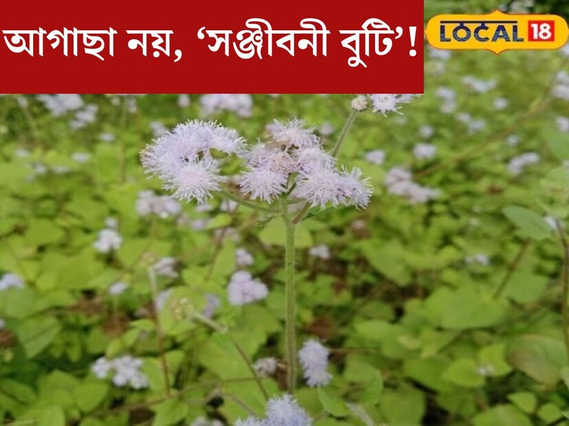 বাড়ির আশপাশে ছড়িয়ে থাকা বিভিন্ন গাছপালার গুণ জানলে অবাক হবেন। দেখে হয়তো মনে হবে ঘাস কিংবা আগাছা। বাড়ির আশপাশে হয়ে থাকলে উপড়ে ফেলেও দেন অনেকে। তেমনই একটি গাছের গুণ জানলে অবাক হবেন।
