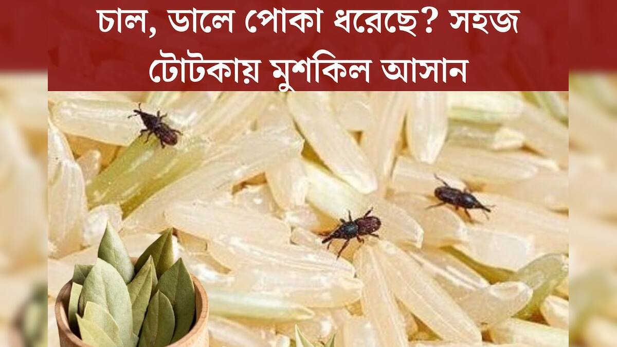 Remove Insects From Rice Pulses: চাল, ডালে পোকা ধরেছে? মনে রাখুন এই ...
