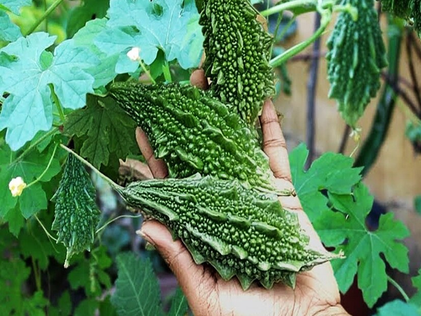আয়ুর্বেদ অনুযায়ী করলা পাতা রস বা এর কোনও তরকারি সুগার নিয়ন্ত্রণে বিশেষ উপকারী। করলার মতো এর পাতায়ও রয়েছে বিভিন্ন ওষধি গুণ যা স্বাস্থ্যের জন্য ভাল। করলা পাতায় সবজিরই মতো আয়রন, ম্যাগনেসিয়াম, ভিটামিন, পটাশিয়াম, ভিটামিন-সি সমৃদ্ধ। করলা পাতা হালকা সবুজ এবং লম্বা আকৃতির।