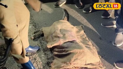 মৃত লেপার্ড