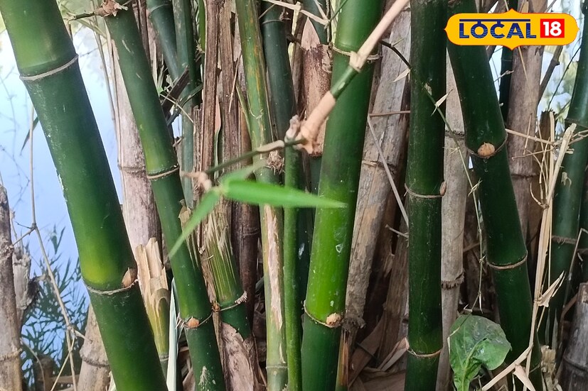 অর্থাৎ কংক্রিটে লোহার জায়গায় এটি ব্যবহার করে একই ফলাফল অর্জন করা যেতে পারে। এর পাতা গবাদি পশুর চারণ হিসেবে ব্যবহৃত হয়। আসবাবপত্র তৈরিতেও কাজে লাগে অনেক ক্ষেত্রে।