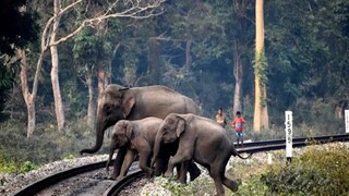 বক্সার সমস‍্যা ঝাড়গ্রাম-বাঁকুড়া-পুরুলিয়ায়, ট্রেনের সামনে বারবার চলে আসছে হাতি! 