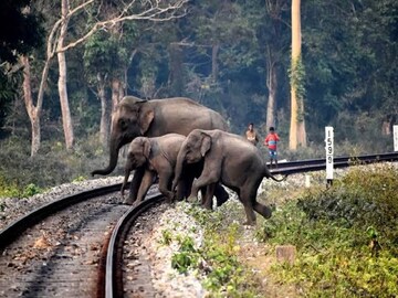 বক্সার সমস‍্যা ঝাড়গ্রাম-বাঁকুড়া-পুরুলিয়ায়, ট্রেনের সামনে বারবার চলে আসছে হাতি! 