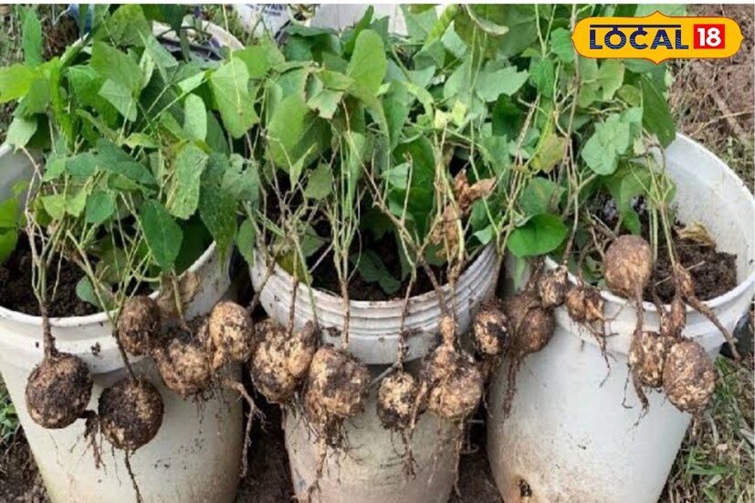 ওজন কমাতেও ভীষণ ভাবে সাহায্য করে শাঁখালু। কারণ এর মধ্যে থাকে প্রচুর পরিমাণে ফাইবার। ফাইবার অনেকক্ষণ পর্যন্ত পেট ভরিয়ে রাখে। হজমও ভাল করায়। যে কারণে শীতের দিনে যদি শুধুমাত্র ফল ডায়েট করেন তাহলে শাঁখালু অবশ্যই খাবেন নিয়ম করে। 