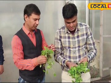 আলুর
