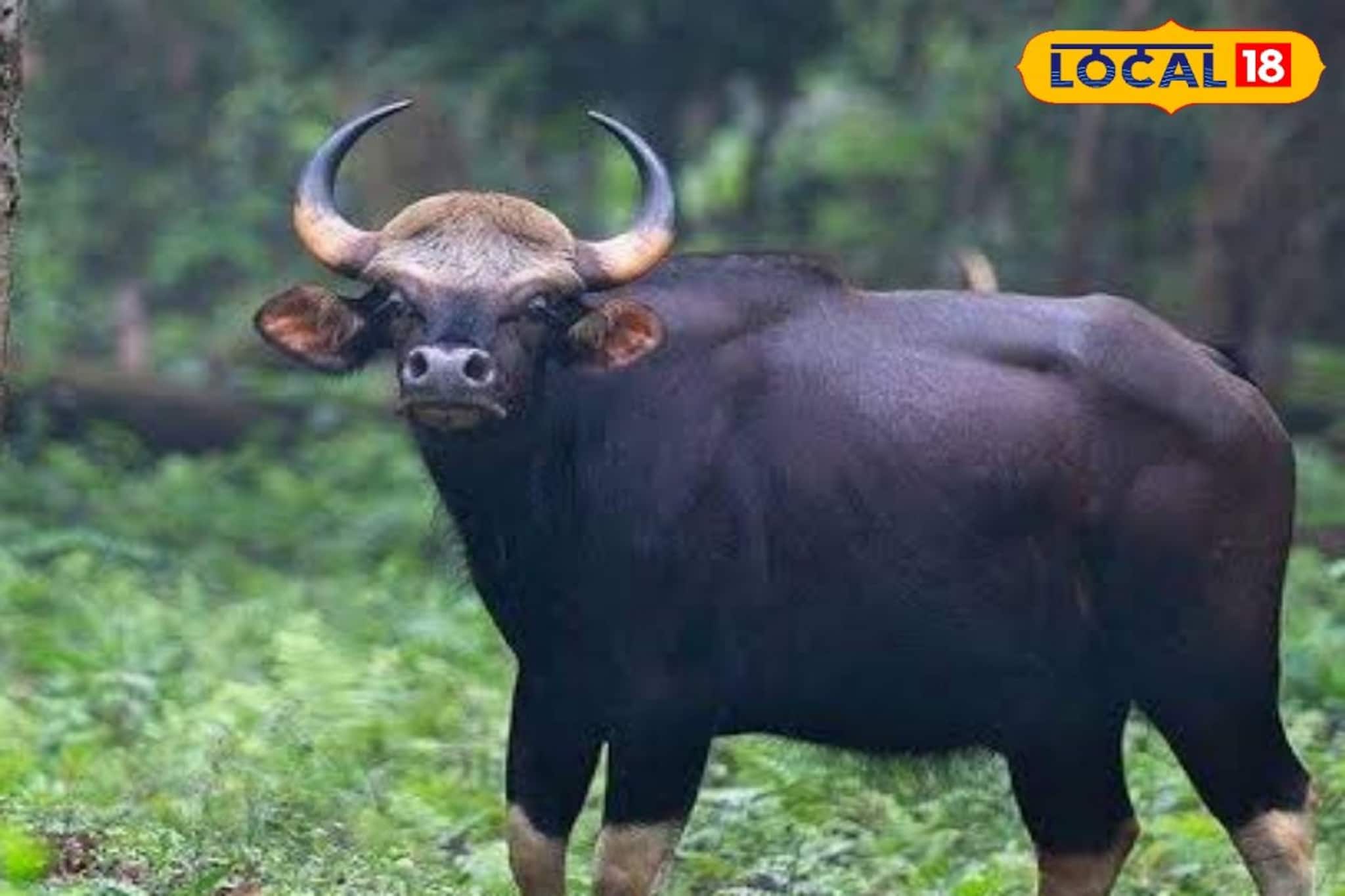 ‘আমি তো মৃত‍্যুর মুখ থেকে ফিরলাম, কী ভয়ঙ্কর দৃশ‍্য!’ বাইসনের ধাক্কায় যা হল