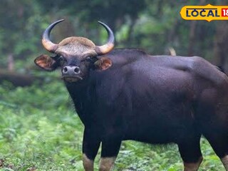 বাইসন
