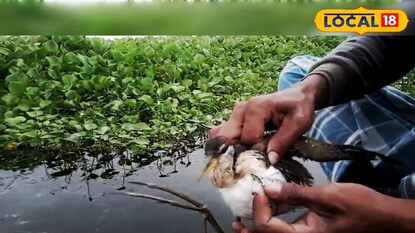 পরিযায়ী পাখি 