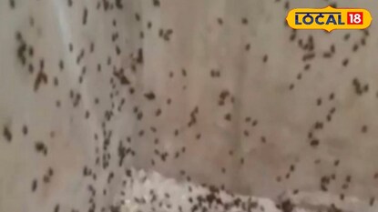 পোকা মিড ডে মিলের চালে