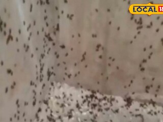 পোকা মিড ডে মিলের চালে