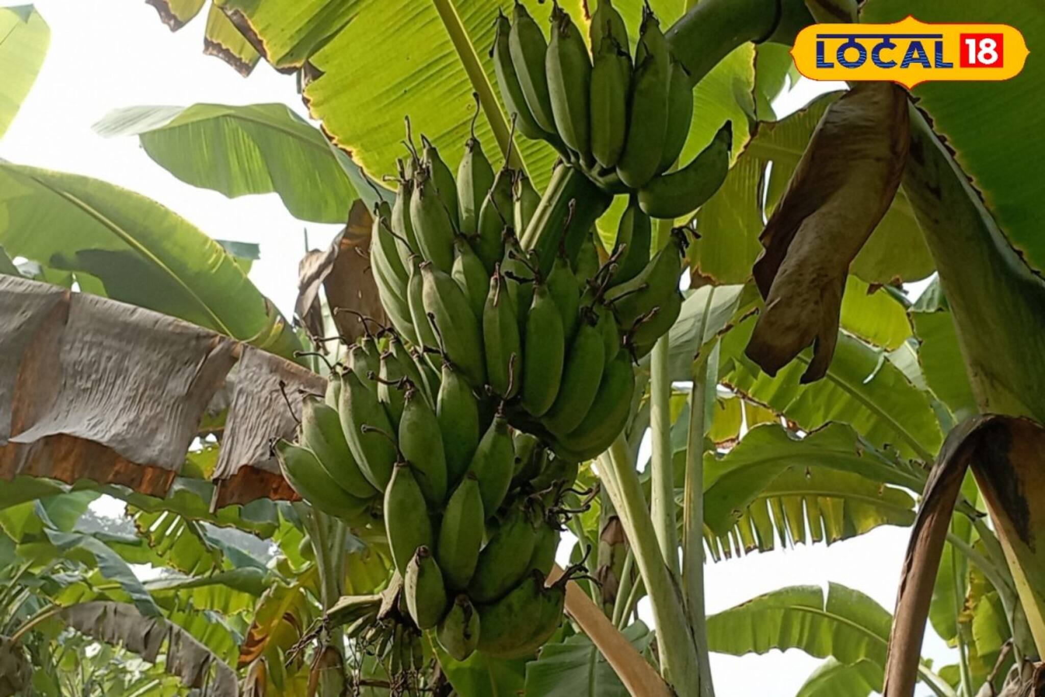 দিনে তিন হাজার টাকা উপার্জন, কম খরচের এই চাষেই হবে কামাল!