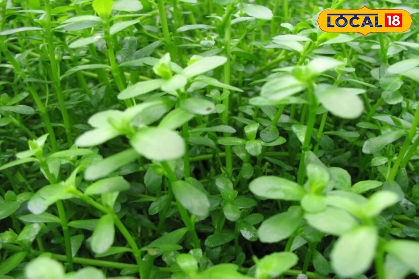 মনে করা হয় বাচ্চাদের মস্তিষ্ক  বিকাশে এই শাক যথেষ্ট সাহায্য করে। এই সময়ে, যদি বাচ্চাদের ব্রাহ্মী শাক খাওয়ানো যায় তবে এটি শিশুদের শারীরিক ও মস্তিষ্কের বিকাশে দারুণ প্রভাব ফেলে।