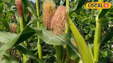 দক্ষিণবঙ্গে