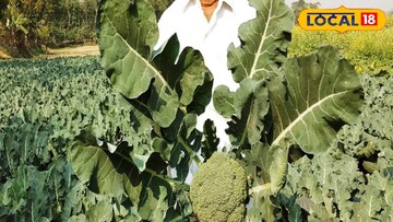 সুন্দরবনের