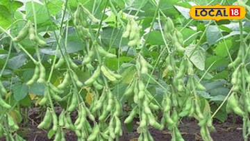 সয়াবিন