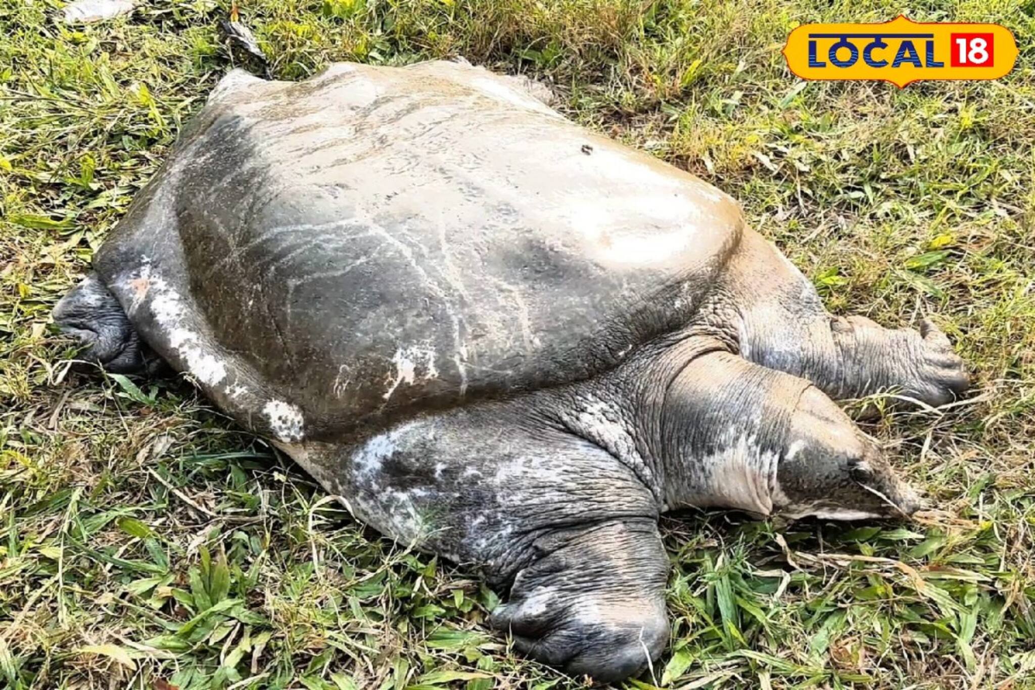 একের পর এক কচ্ছপের মৃত্যু, উদ্বেগ বাড়ছে পরিবেশপ্রেমীদের