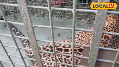 খাঁচা বন্দি লেপার্ড