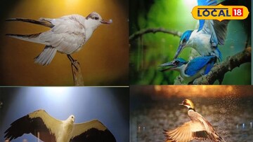 সুন্দরবনের