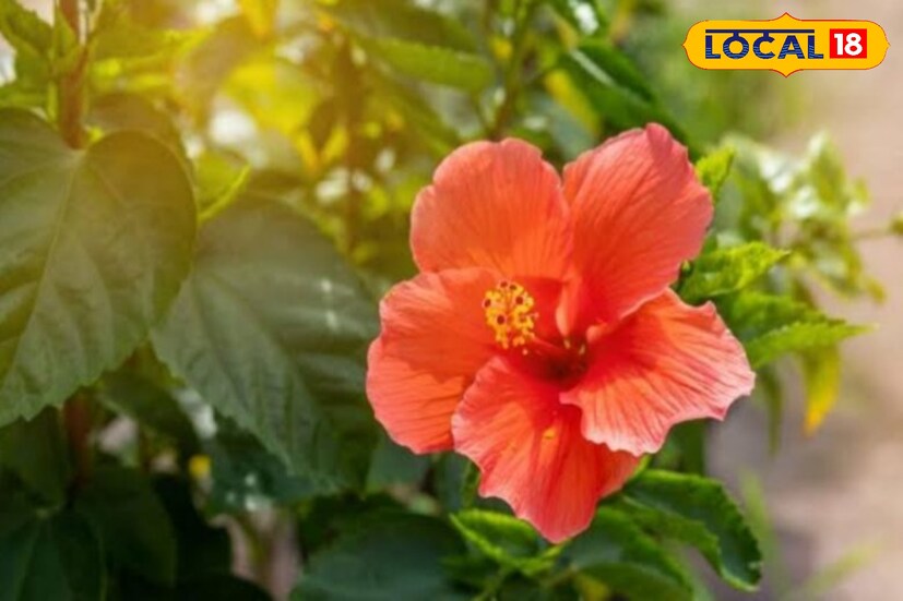 আয়ুর্বেদের মতন বাস্তুশাস্ত্রেও বিভিন্ন গাছ গাছড়ার মাহাত্ম্য উল্লেখ করা আছে। নিজের বাড়িতে যতটা সম্ভব গাছ লাগান। বেশ কিছু গাছ আছে যা বাড়িতে থাকলে তার শুভ প্রভাবে আমাদের উপর তার ফলে খুব সহজেই সংকট কেটে যায় জীবন থেকে। এই সব গাছ বাড়িতে থাকলে খুশি হন মা লক্ষ্মী। লক্ষ্মীর আশীর্বাদে সেই সব পরিবারে সুখ ও শান্তির জোয়ার বয়ে যায়।
