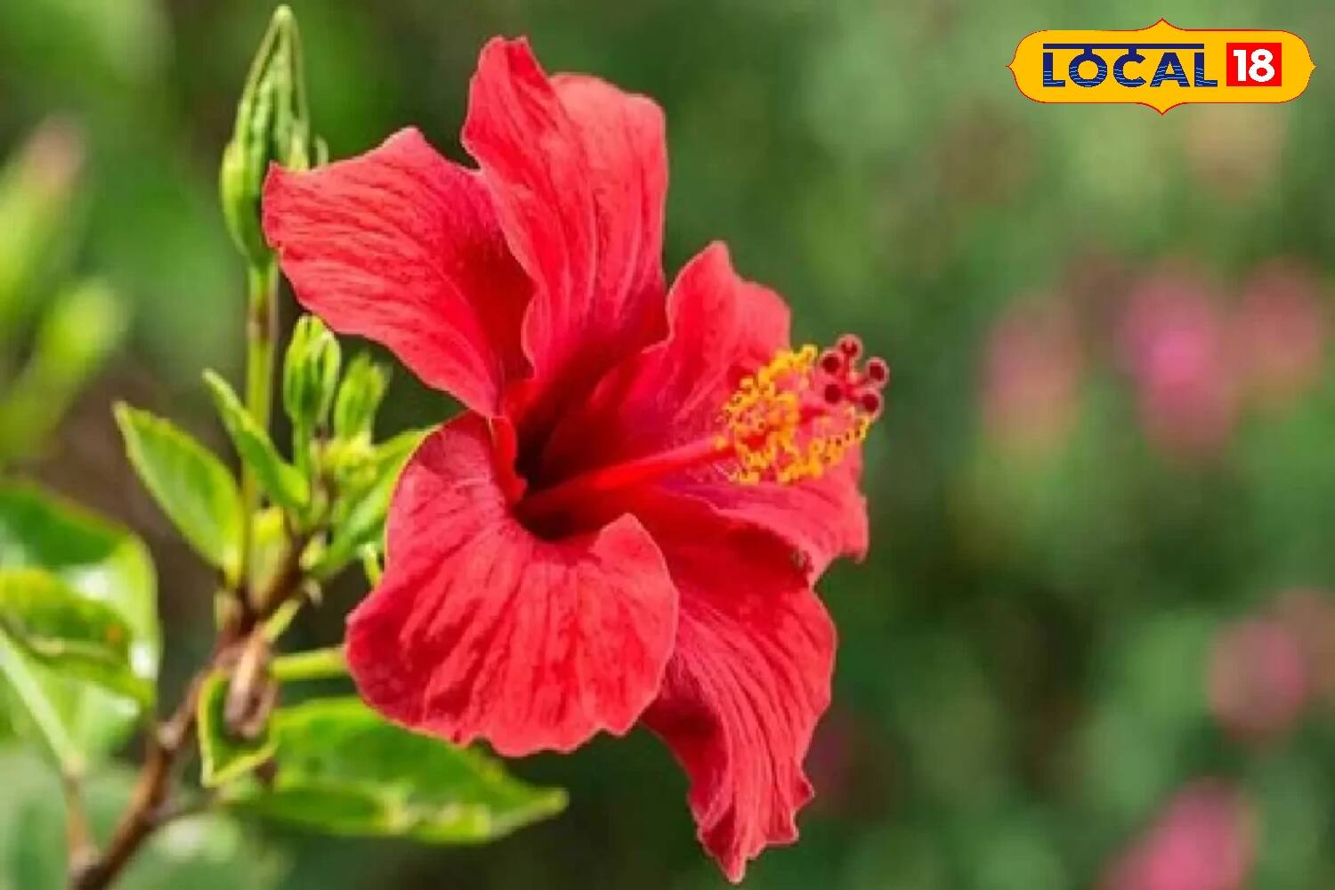 Vastu Tips বাড়িতে এই ফুল গাছ থাকলেই ধনলক্ষ্মীর কৃপায় ধনবর্ষা! অভাব