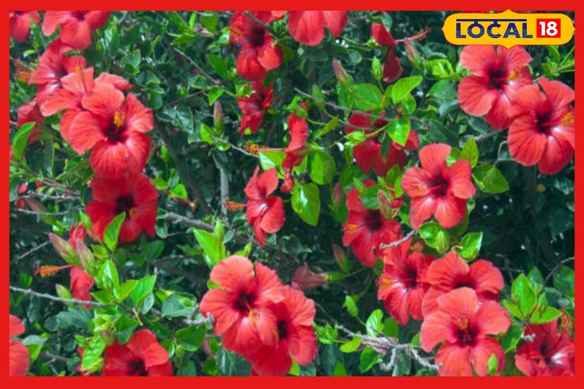যদি কারোর কোষ্ঠীতে সূর্য নীচস্থ অবস্থানে থাকে, তাহলে বাড়িতে অতি অবশ্যই তার বাড়িতে জবা ফুলের গাছ লাগানো উচিত । 