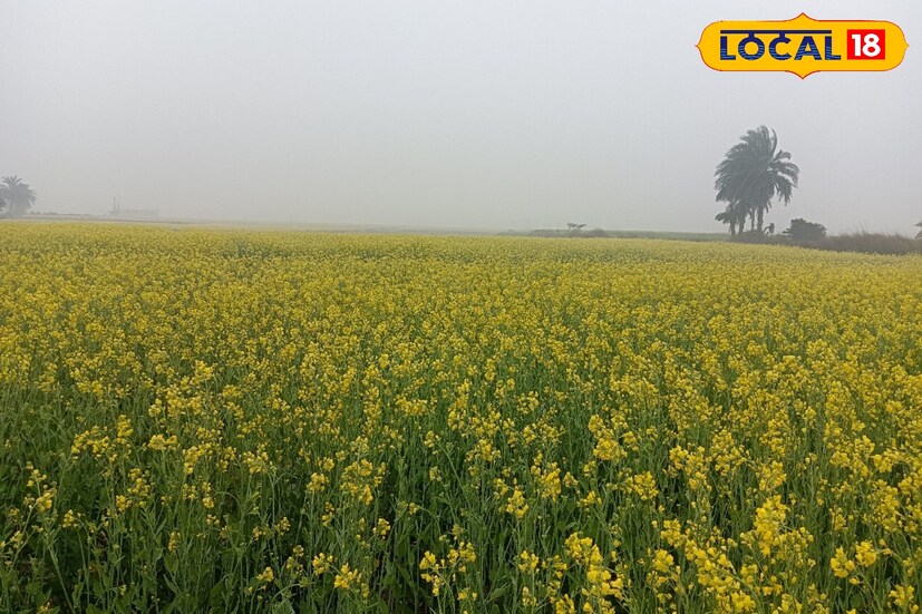 টানা প্রায় দুই সপ্তাহ ধরে গৌড়বঙ্গ জুড়ে ব্যাপক শৈত্যপ্রবাহ ,কুয়াশা, মেঘলা আকাশ রয়েছে। জেলার আলু সরিষা ও অন্যান্য সবজি চাষের ক্ষতির আশঙ্কা করছেন কৃষকেরা। তবে গত কয়েকদিন ধরে সকালের দিকে কুয়াশা থাকলেও ঝলমলে রোদ থাকায় অনেকটাই রক্ষা হচ্ছে।