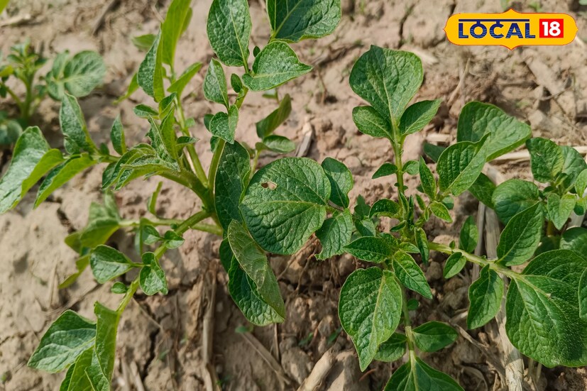 গাছের বয়স ৯০ দিন হলে মাটির সমান করে গাছ কেটে ১০ দিন পর আলু তুলে ফেলতে হবে। আলু তোলার পর ভালো করে শুকিয়ে বাছাই করে সংরক্ষণের ব্যবস্থা নিতে হবে।