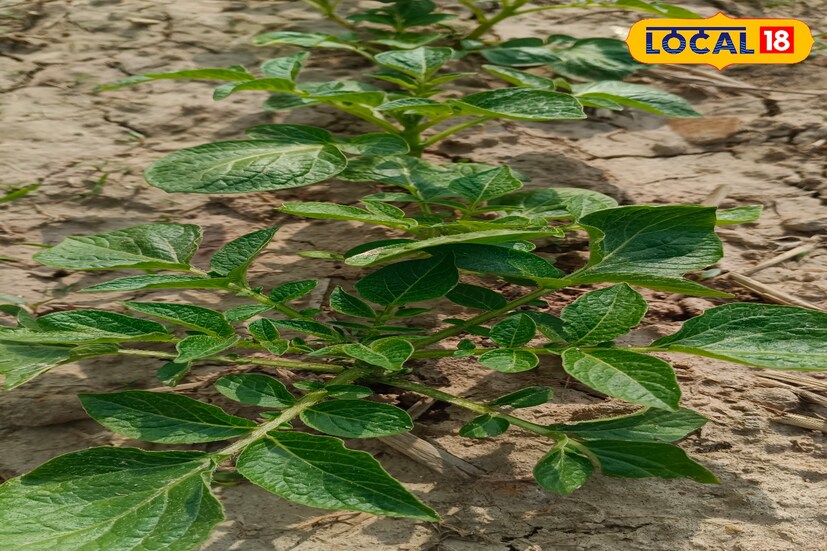 দুই সারির মাঝে সার দিয়ে কোদালের সাহায্যে মাটি কুপিয়ে গাছের গোড়ায় তুলে দিতে হবে। ১০-১২ দিন পরপর এভাবে গাছের গোড়ায় মাটি তুলে দিলে ফলন ভাল হয়।