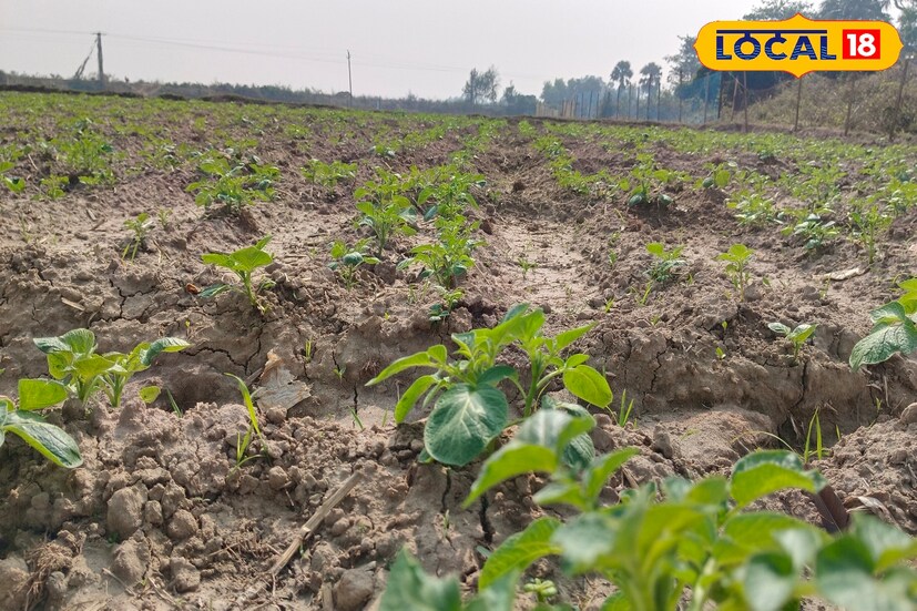 মড়ক লাগা জমিতে সেচ দেওয়া বন্ধ রাখতে হবে। তাছাড়া আলু ফসলে মালচিং, সেচ প্রয়োগ, আগাছা দমনের কাজগুলিও করতে হবে।