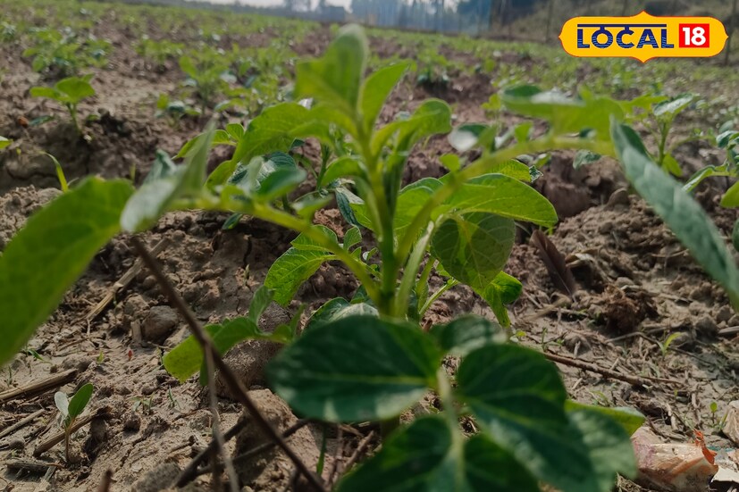 আলু চাষ করেছেন? তাহলে মাথায় রাখতে হবে এই বিষয়গুলি। এই সময় সঠিক যত্ন না হলে, উপযুক্ত ফলন হবে না।