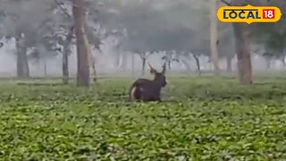 সম্বর হরিণ 