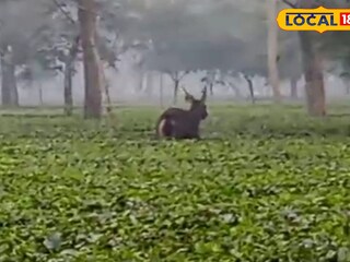 সম্বর হরিণ 