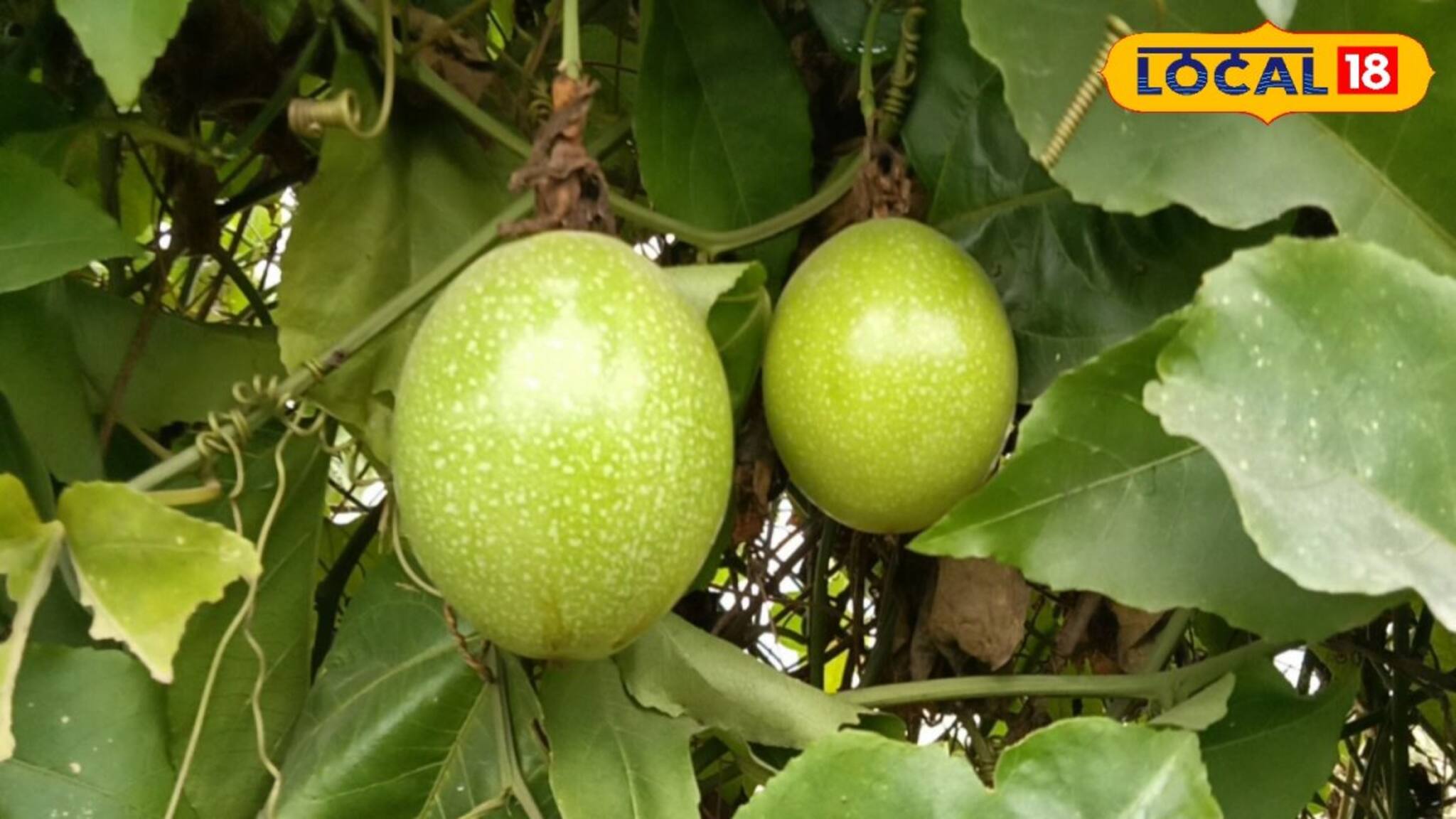 Passion Fruit Cultivation: ফলের নাম প্যাশন! সহজে এই বিদেশি ফল চাষ করে এক বছরে মালামাল হয়ে যান