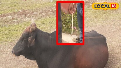 ষাঁড়ের পিঠ থেকে এই তীরটি বের করা হয়েছে। (ইনসেটে)