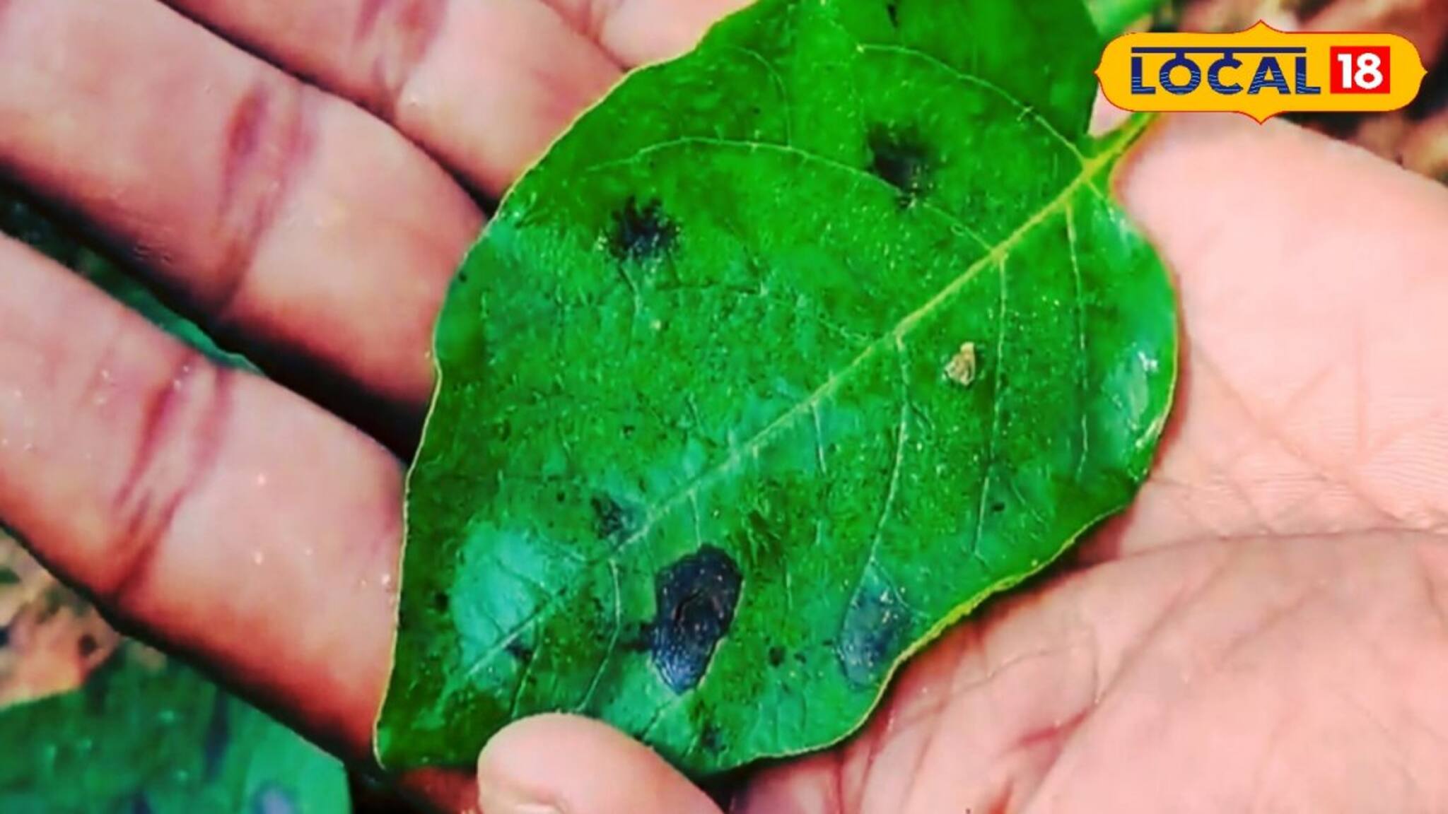 Potato Diseases: ঘন কুয়াশায় ধসা রোগ, পচছে আলু! টক দইয়ে রক্ষা
