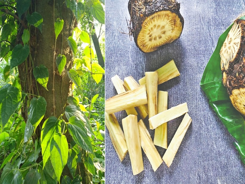 এছাড়াও আইসোফ্লাভোন ও অ্যালকালয়েড নামক ফাইটোক্যামিকাল রয়েছে যা অ্যান্টিঅক্সিডেন্ট হিসেবে কাজ করে এবং ক্যানসার প্রতিরোধে অগ্রণী ভূমিকা রয়েছে বলে জানা যায়। আয়ুর্বেদিক ও কবিরাজী চিকিৎসায় সদ্য প্রসূতিদের সামান্য পরিমাণে চুইঝাল খেতে বলা হয় ৷ আদার সঙ্গে মিশিয়ে খেলে উপকার মেলে সর্দিকাশির সমস্যাতেও ৷ (Disclaimer: এই প্রতিবেদনটি কেবলমাত্র সাধারণ তথ্যের জন্য, তাই বিস্তারিত জানতে হলে সর্বদা বিশেষজ্ঞের পরামর্শ নিন।)