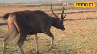 হরিণ উদ্ধার হরিণ উদ্ধার