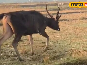 হরিণ উদ্ধার
