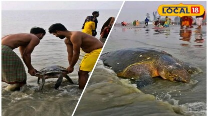 বিশালাকার সেই কচ্ছপ