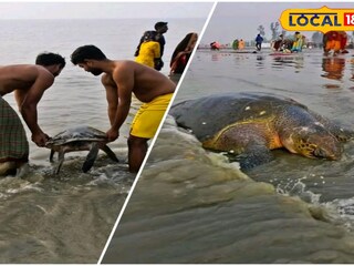 বিশালাকার সেই কচ্ছপ