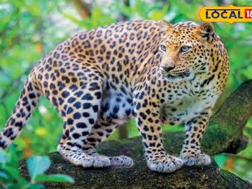 লেপার্ড