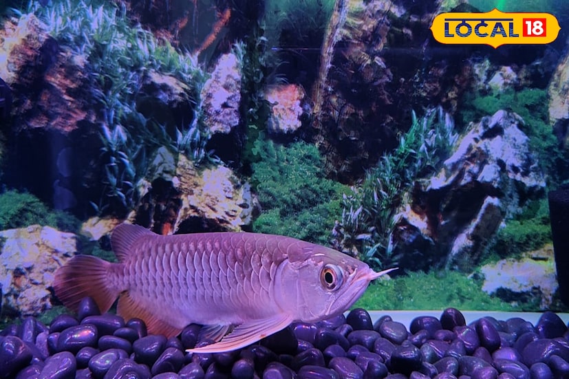 অ্যাকোরিয়ামের জল সঠিকভাবে পরিশুদ্ধ হচ্ছে কিনা তার দিকে নজর রাখতে হবে সপ্তাহে একবার অন্তত ট্যাংকের অর্ধেক জল পরিবর্তন করা যেতে পারে।