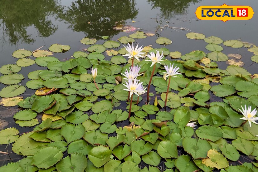 শালুক ফুল বা শাপলাতে রয়েছে ক্যালসিয়াম, ভিটামিন, প্রোটিন, ফাইবার, ফ্যাটের মতো নানান পুষ্টিগুণ।